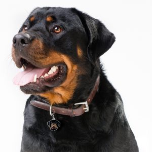 Rottweiler hundetegn