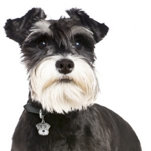 Schnauzer hundetegn