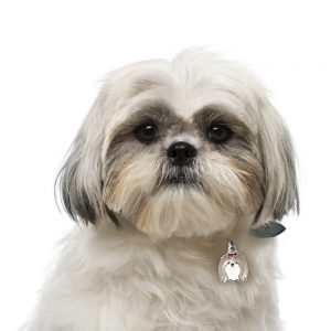 Shih Tzu hundetegn