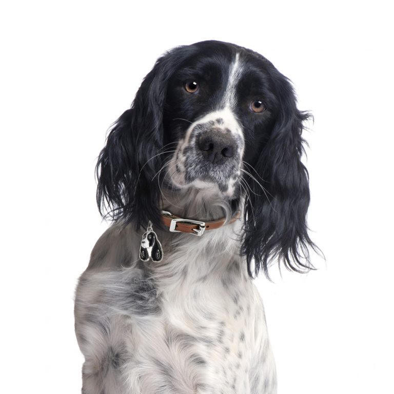 Springer Spaniel hundetegn