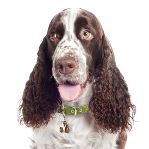 Springer Spaniel hundetegn