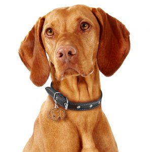 Vizsla hundetegn