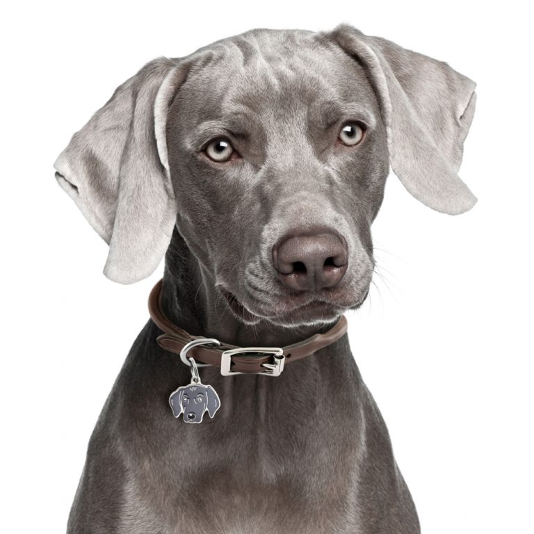 Weimaraner hundetegn