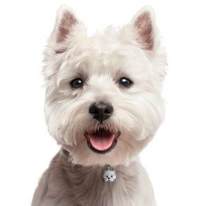 West highland terrier hundetegn