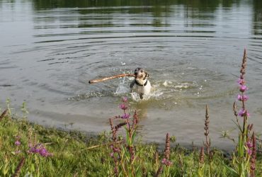 Krankheiten beim Hund