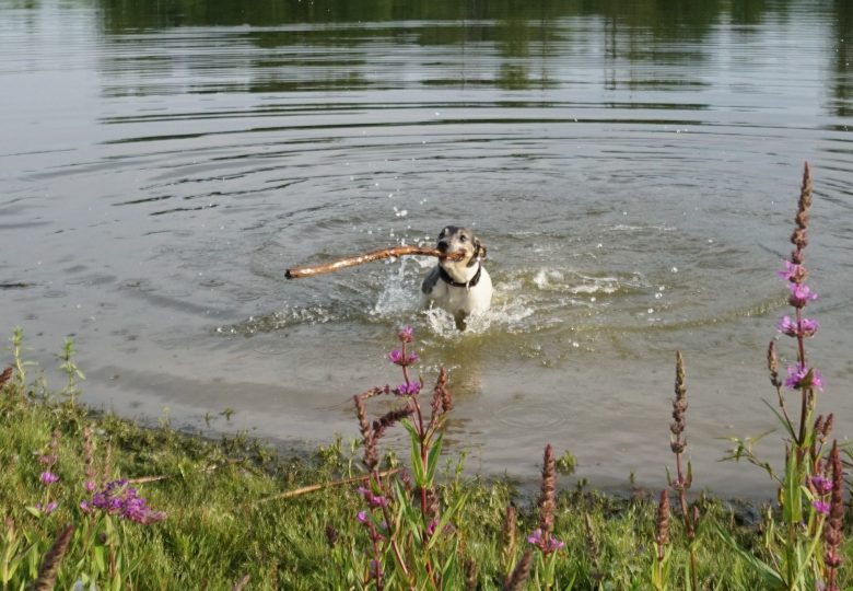 Krankheiten beim Hund