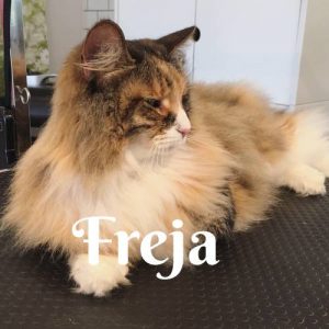 Freja