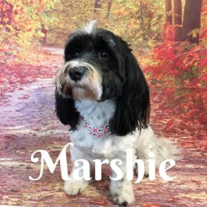 Marshie