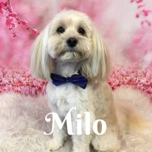 Milo