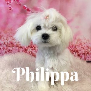 Philippa