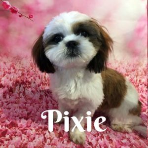 Pixie