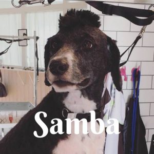 Samba