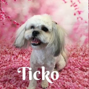 Ticko