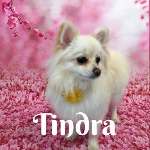 Tindra