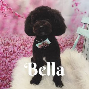 Bella3