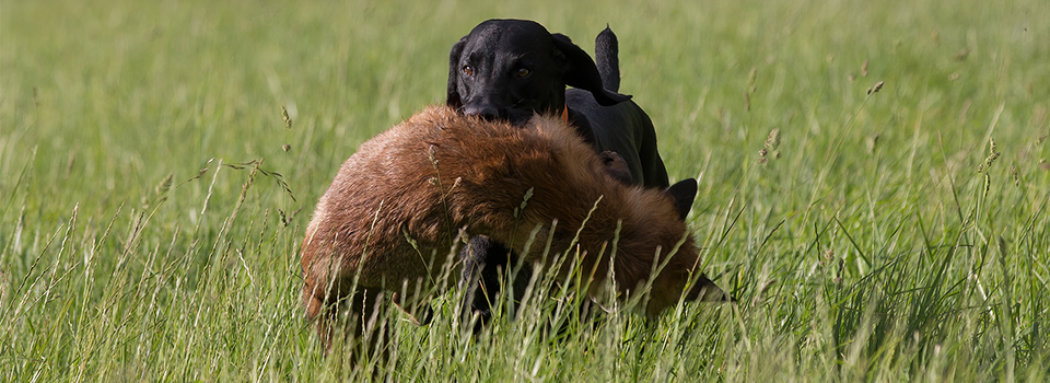 Medlem Hund &amp; Jagt