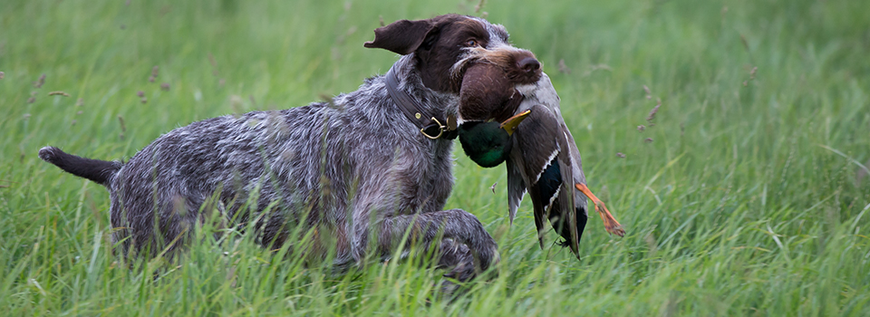 – Hund Jagt