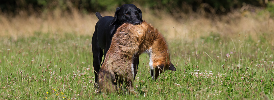 Hund & Jagt – Træning for stående jagthunde på Sjælland