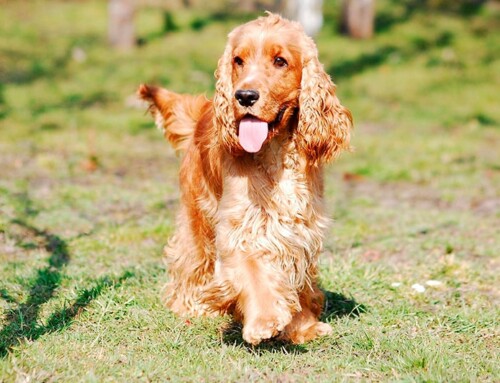 Cocker Spaniel