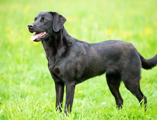 Labrador Retriever