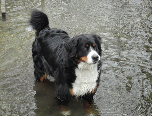 Berner Sennenhund