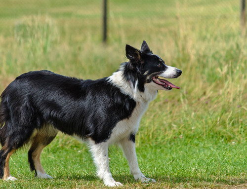 Border Collie