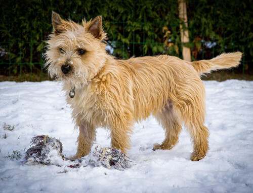 Cairn Terrier