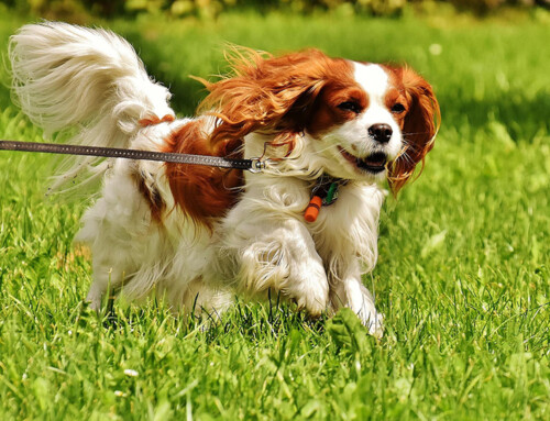 Cavalier King Charles Spaniel