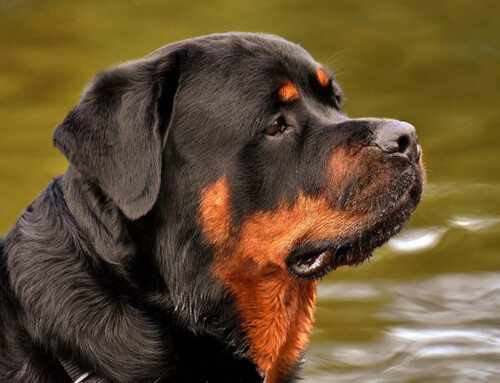 Rottweiler