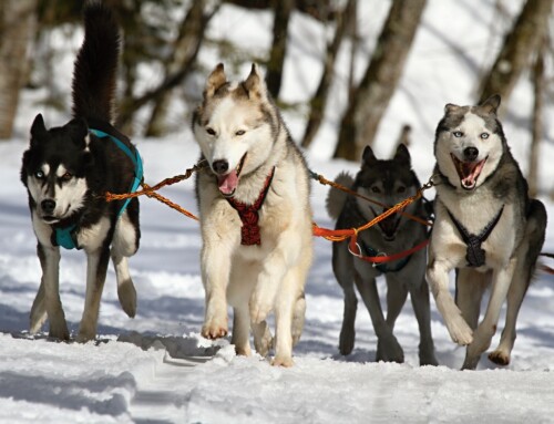 Siberian Huski