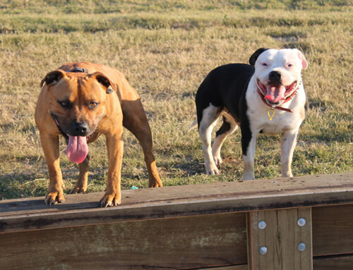 Staffordshire Bull Terrier