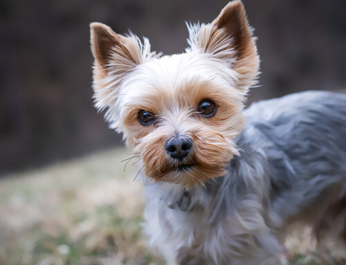 Yorkshire Terrier