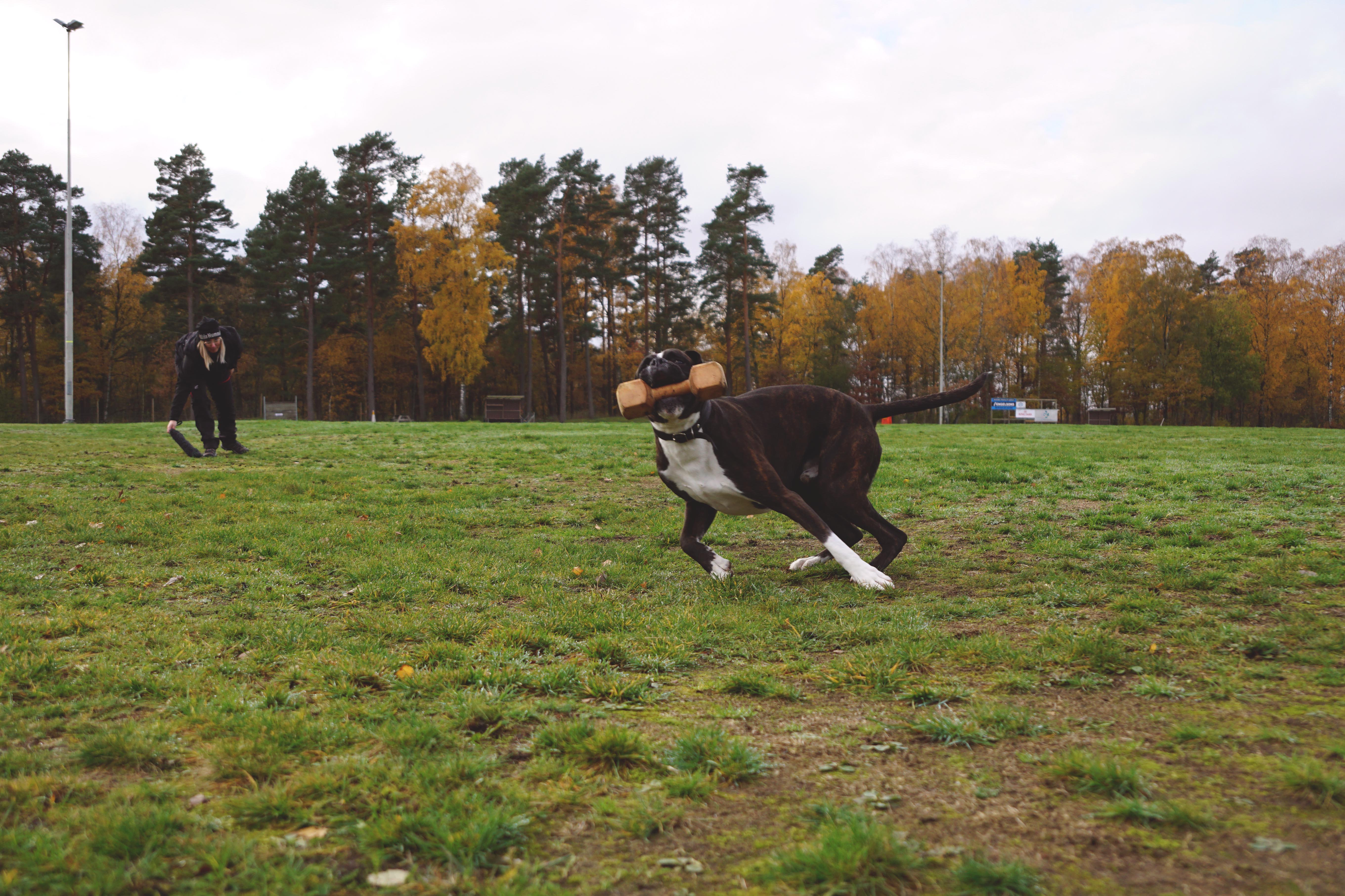 hundsportens insamling musikhjälpen