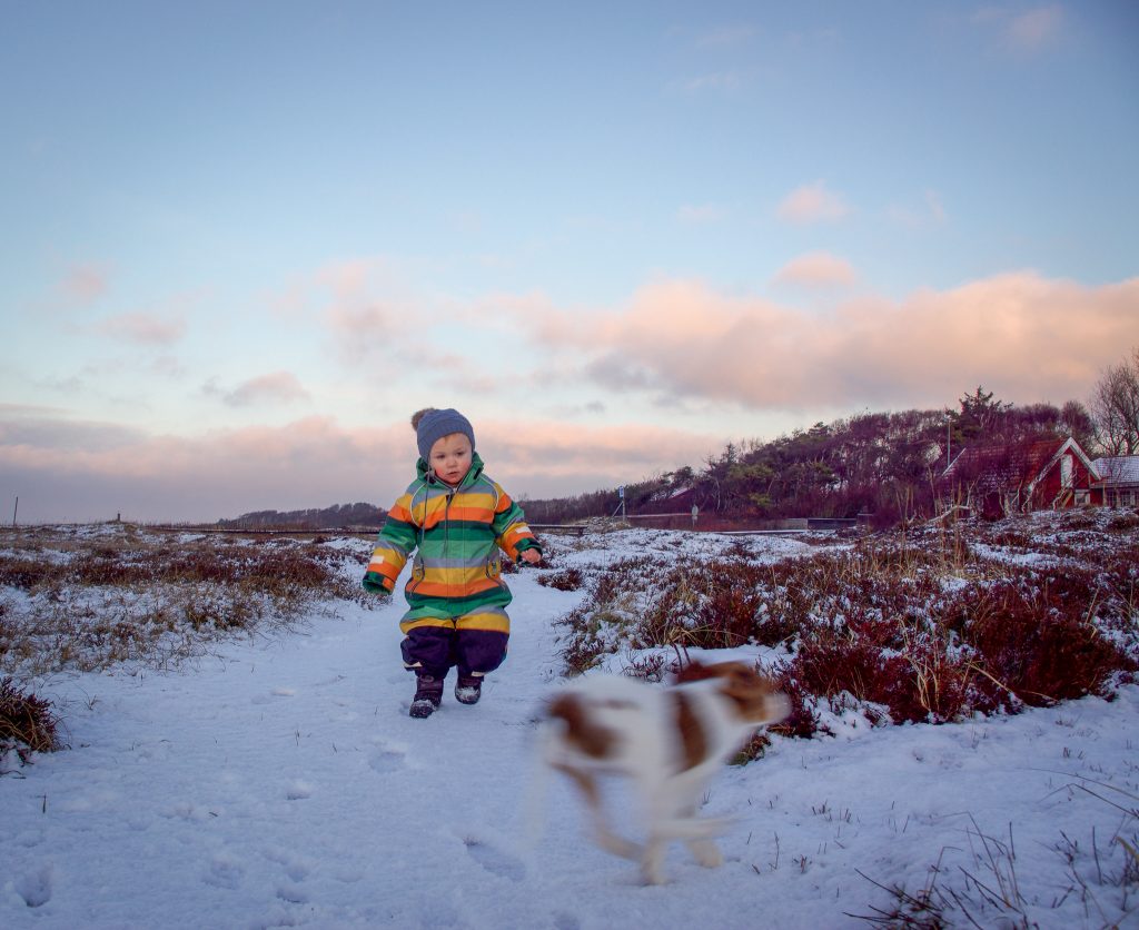 belöningsbaserad hundträning