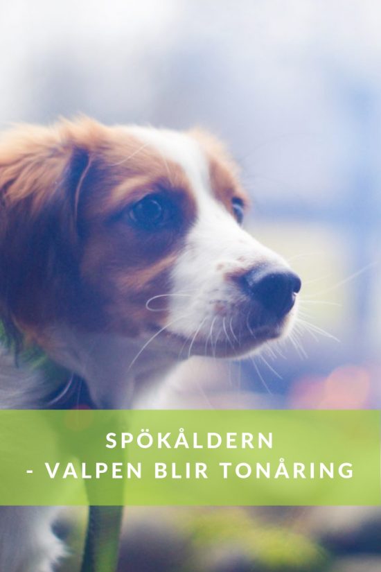 SPÖKÅLDERN - valpen blir tonåring