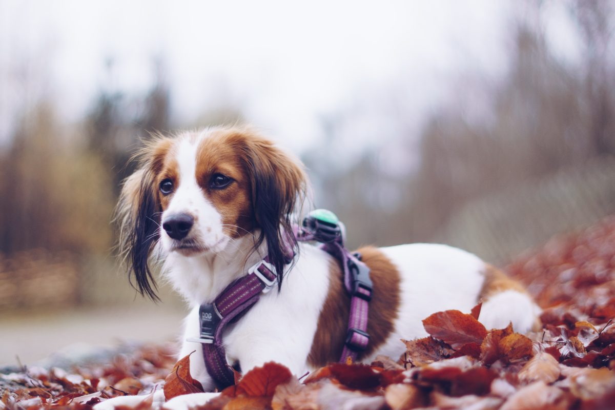 julklappar till hunden