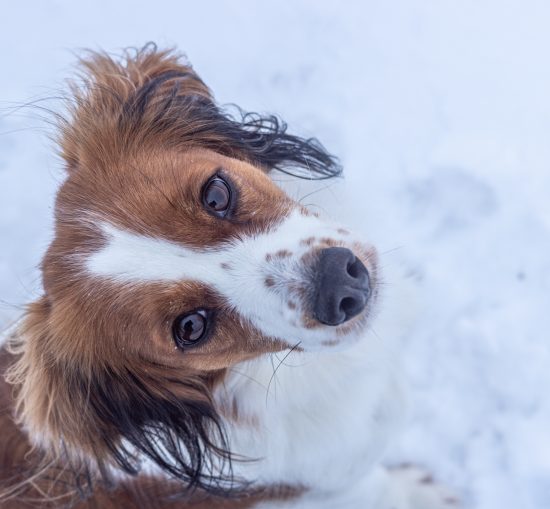 hunden du förtjänar kooiker