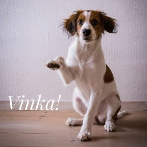 lär hunden vinka