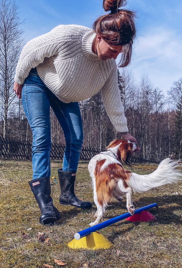 enkel fysträning för hunden