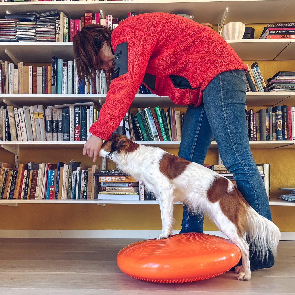 enkel fysträning hund