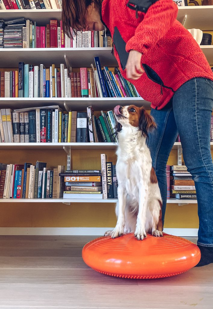 enkel fysträning hund