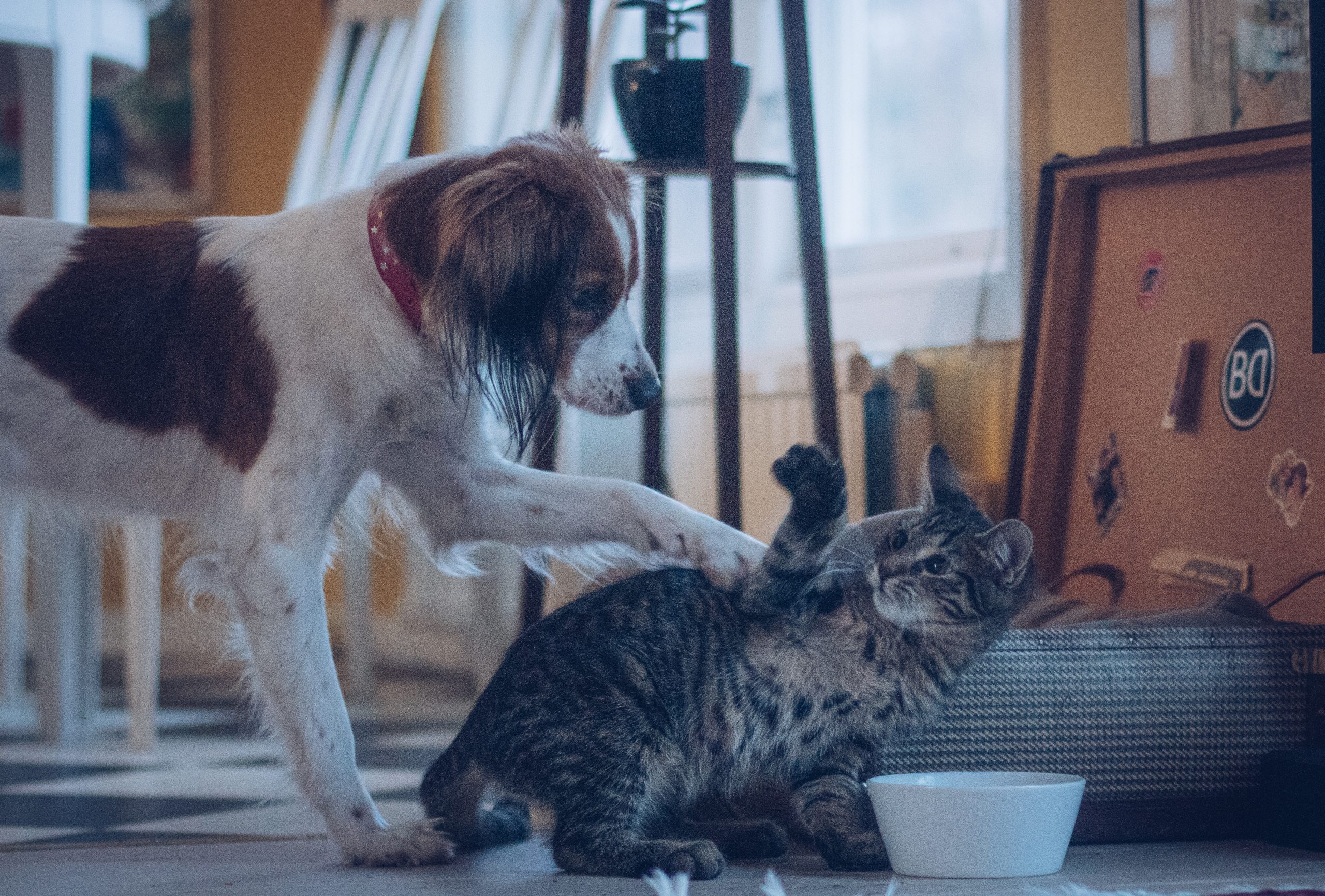 KATT HUND - tips om att introducera katt med hund • HUNDTRÄNAR-LILLY