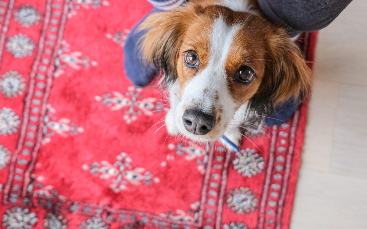 hund hoppar och biter koppel