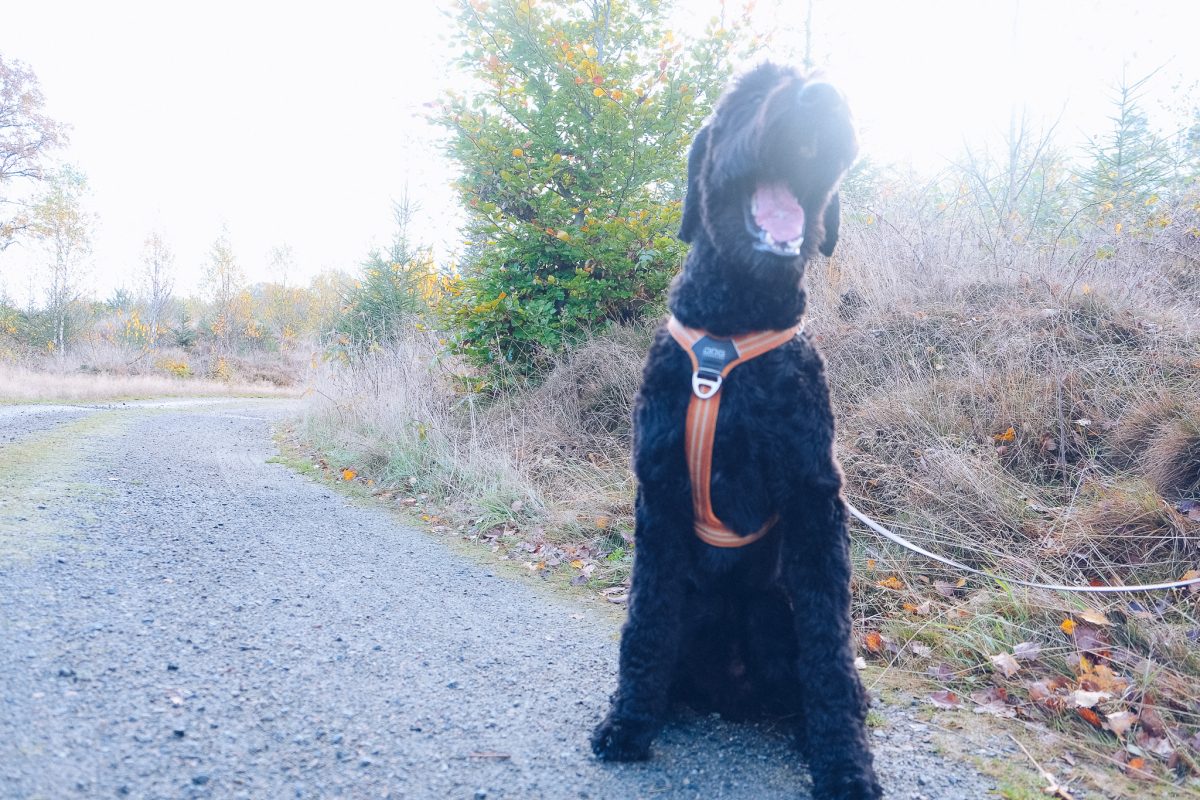 överslag hund biter händer