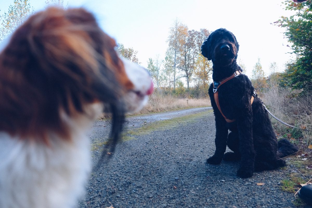 hund tar i hand biter händerna