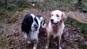 Hundtrixets värdegrund för lyckliga hundar