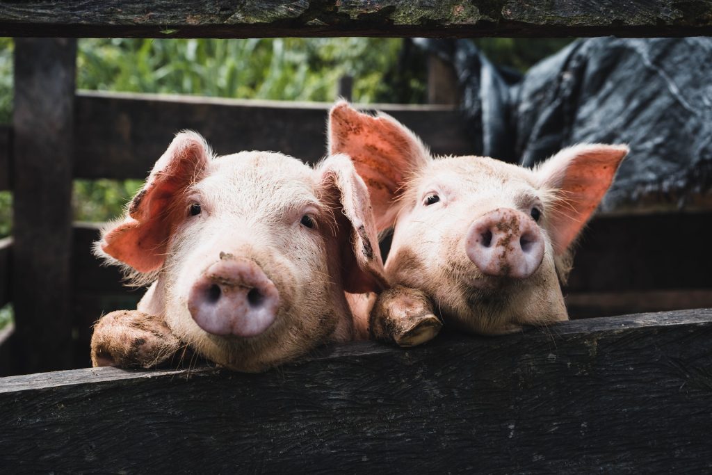 Hvor længe har svin været husdyr i Danmark