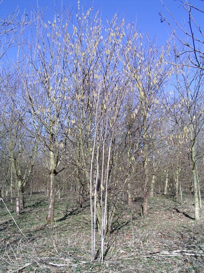 Centenary Wood
