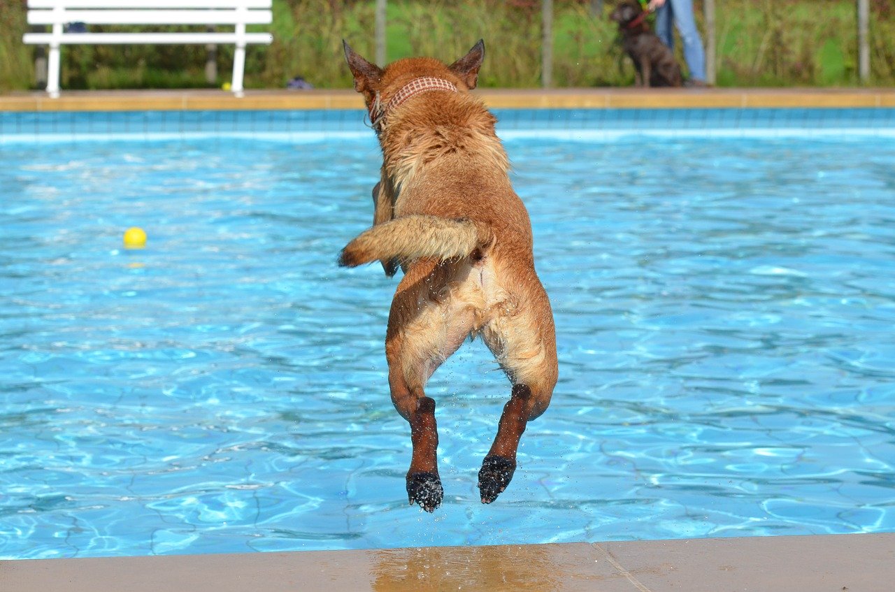 Hvor meget koster en swimmingpool? Hvordan bygger man en pool?