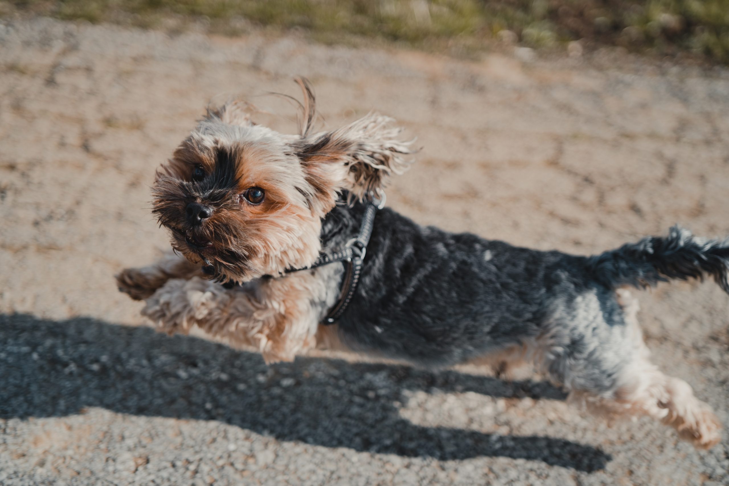 terrier hvalp i fuld spring på en sti